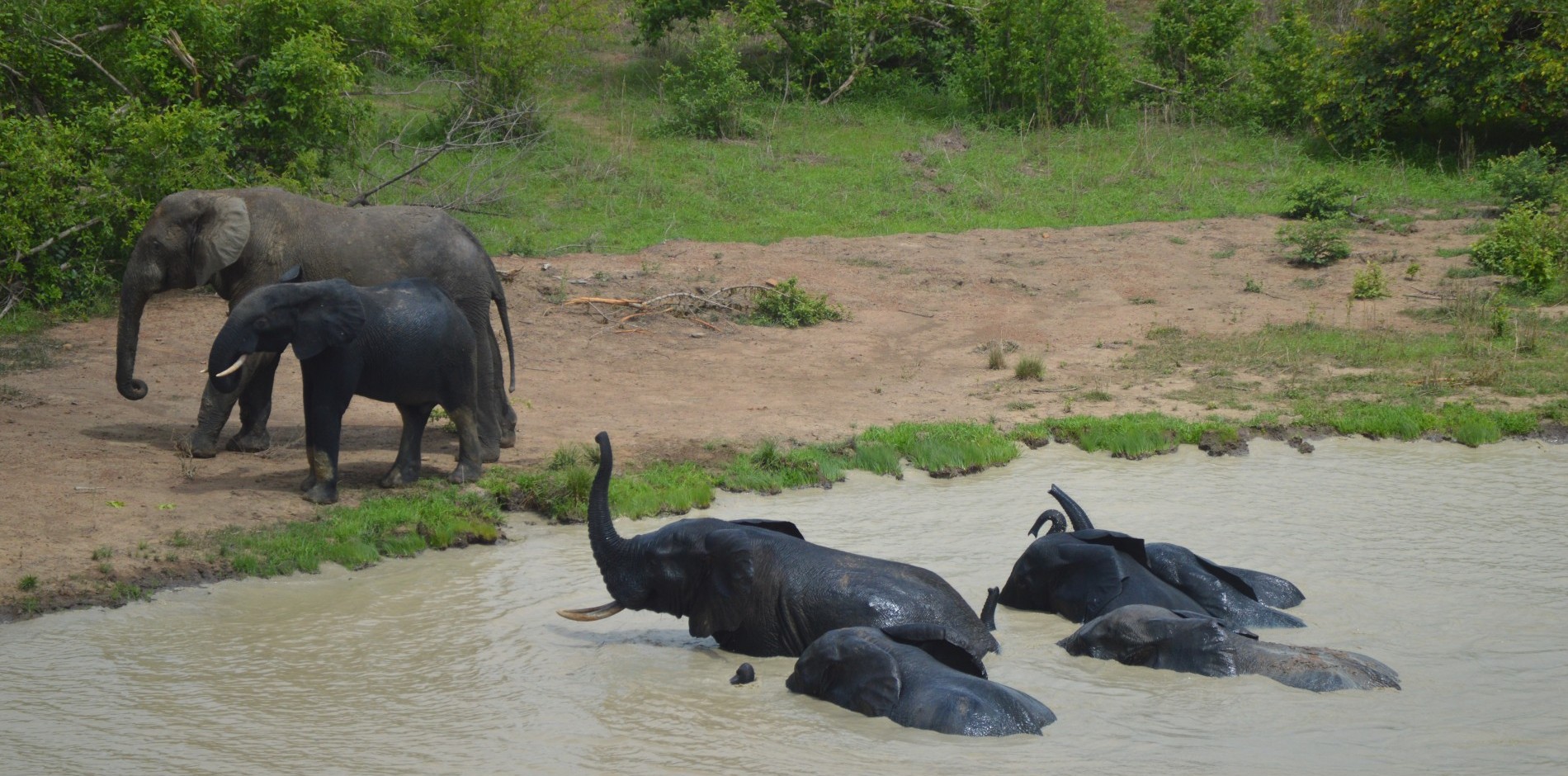 Elephants 2 16.6.15