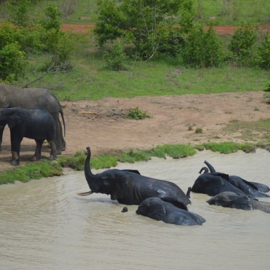 Elephants 2 16.6.15